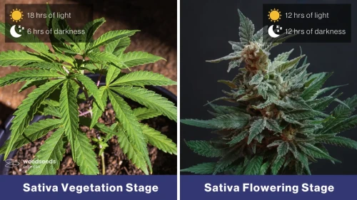 Sativa Ideal Lighting